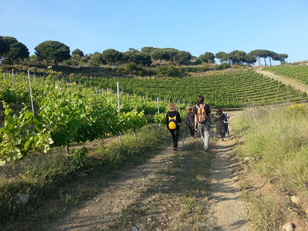 Vineyard walk in Catalonia. Image by Kirstie Pelling