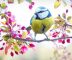 blossom